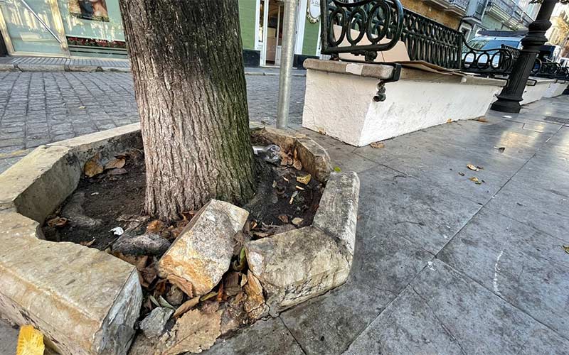 Los populares exigen en Cádiz un plan urgente de reparación de alcorques y acerado, “ante la falta de mantenimiento y la dejadez”