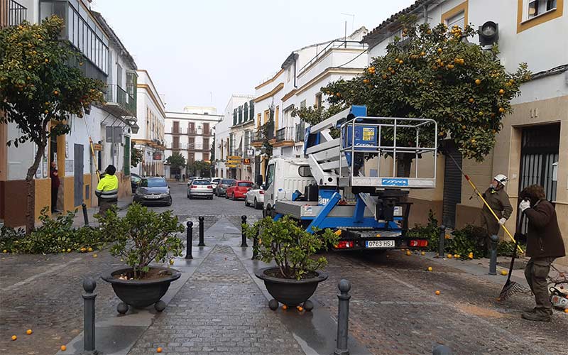 Se esperan recoger 600 toneladas de naranjas de las calles de Jerez