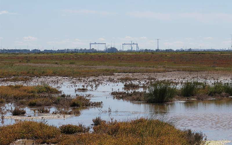 Un proyecto piloto contempla restaurar la vegetación en marismas mareales de la Bahía buscando maximizar la absorción de CO2