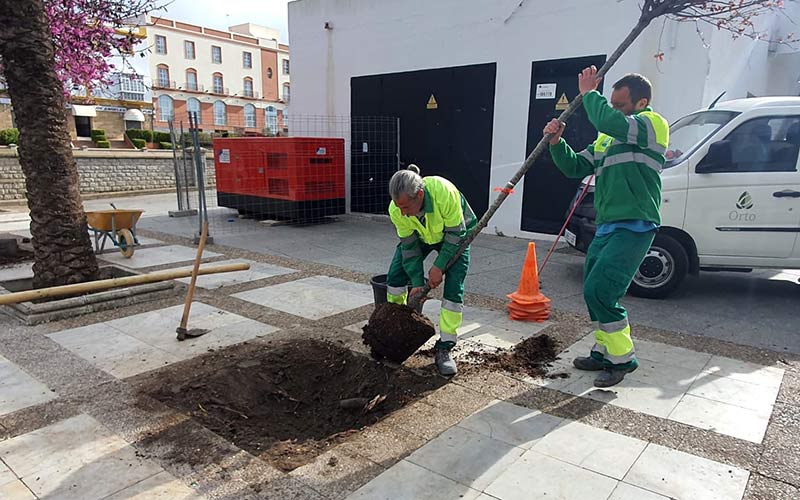 Medio Ambiente se pone mes y medio de plazo para replantar árboles en los muchos alcorques vacíos que existen por todo Chiclana