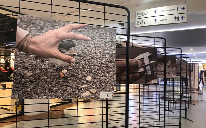 La exposición para concienciar sobre la vulnerable situación del chorlitejo patinegro llega a la galería comercial de Bahía Sur