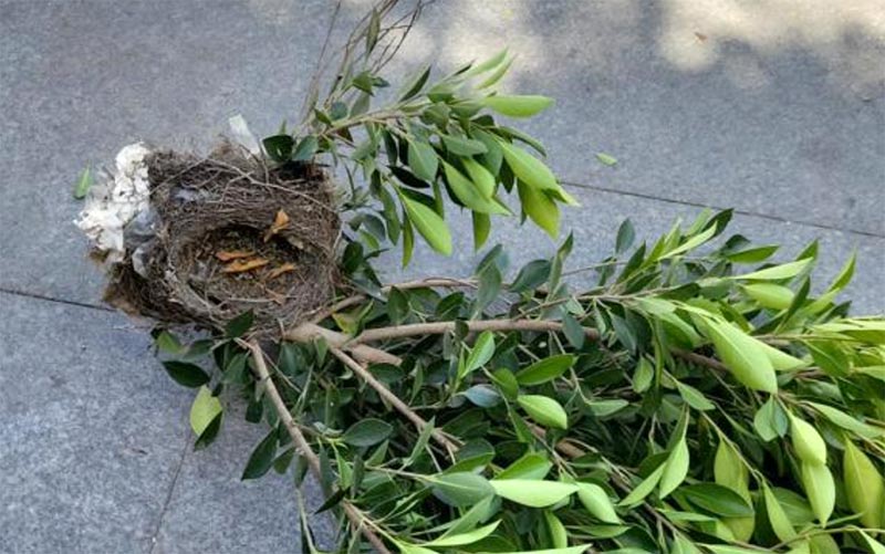 Denuncian las reiteradas podas “excesivas y a destiempo” en Cádiz y San Fernando ante el Seprona y la Junta por “afectar a la avifauna”