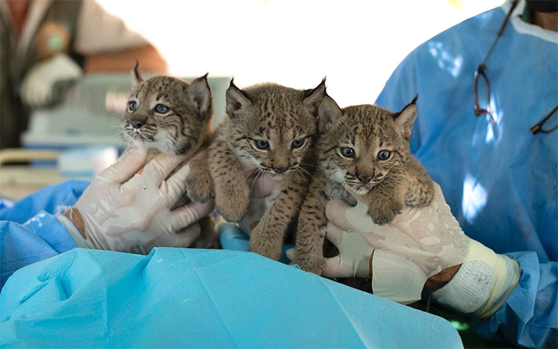 Las tres nuevas crías de lince ibérico nacidas en el Zoo de Jerez van saliendo adelante; en unos meses serán liberados en la naturaleza
