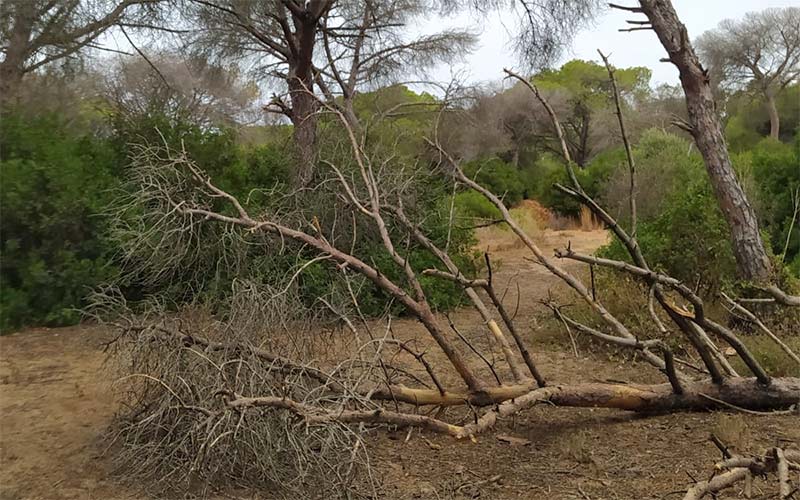 Equo vuelve a pedir que se actúe con urgencia contra la plaga de coleópteros que “está asolando” los pinares de Puerto Real