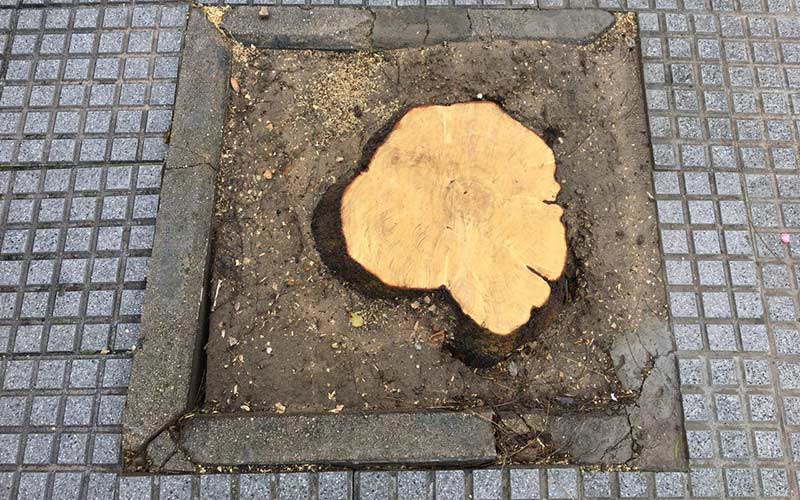 Prosigue la “nefasta gestión municipal” del arbolado urbano en Jerez