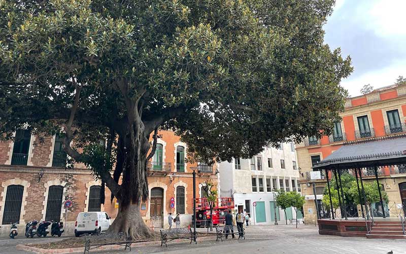 Piden que se examine el estado del ficus de la Alameda del Banco