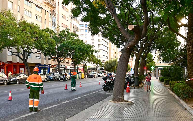 La elaboración del Plan Director de Arbolado de Cádiz avanza, pero la oposición exige una “actuación urgente” ante las últimas caídas