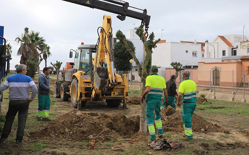 Un centenar de árboles ‘salvados’ de La Magdalena a por su “segunda oportunidad”