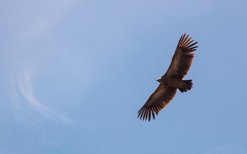 Halcones peregrinos ‘controlarán’ la población de palomas en el centro de Jerez