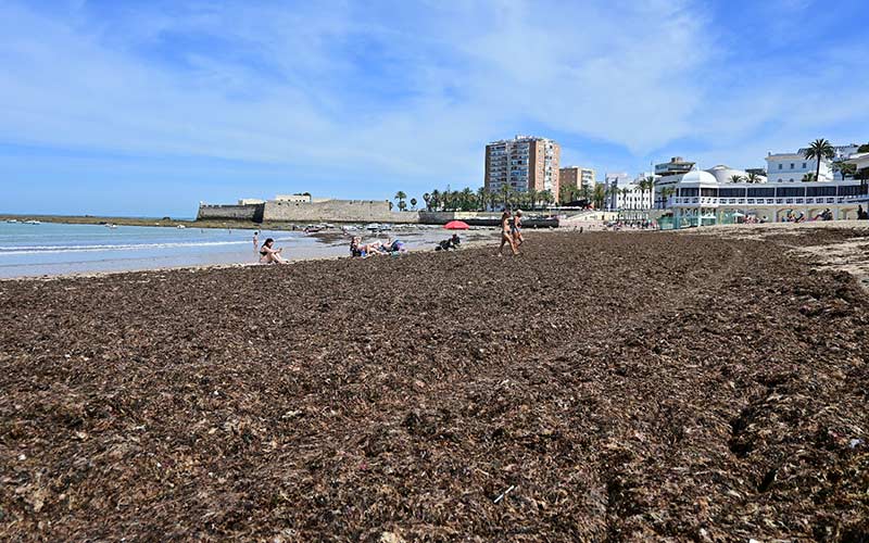 Investigadores alertan sobre la “gran amenaza” que supone el alga asiática para el golfo de Cádiz