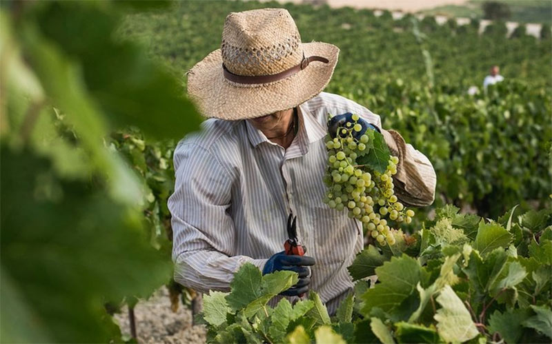 La vendimia en el Marco de Jerez se pone en marcha con la uva “muy sana” y la previsión de superar en más de un 15% la cosecha de 2022