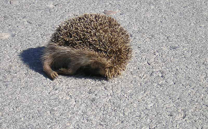 Advierten del peligro para la fauna y para los conductores de la barrera de hormigón proyectada en el carril bici entre Jerez y La Barca