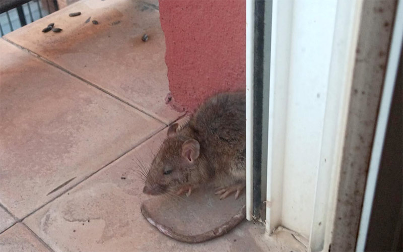 Exigen medidas inmediatas ante la proliferación de cucarachas y ratas “por toda San Fernando”