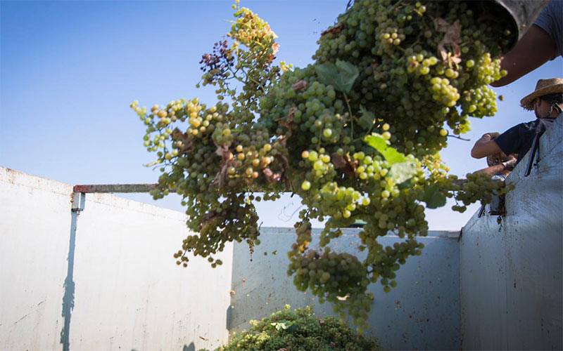 Finaliza la vendimia 2023 en el Marco de Jerez marcada de nuevo por la sequía con casi 50 toneladas de uva procesada de “alta calidad”