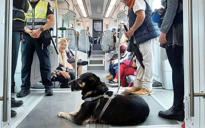 El Trambahía incorporará un sistema de visión artificial y tecnología móvil para hacerse “más accesible” a personas con discapacidad visual