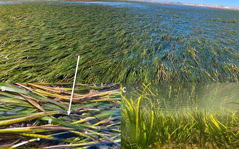 Investigan las posibilidades de la Bahía de Cádiz como un potencial semillero de ‘arroz marino’
