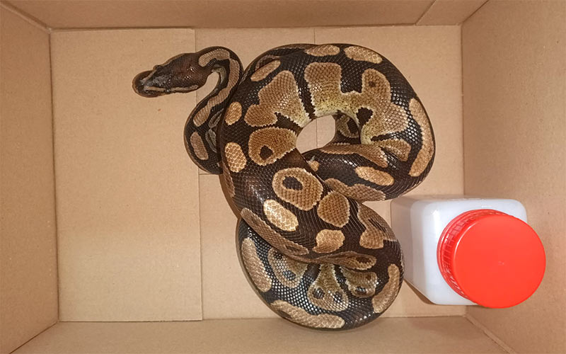 Una serpiente pitón en Cádiz, sin dueño