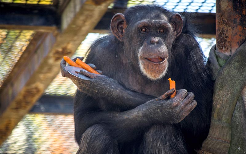 El Zoo de Jerez despide a Lulú, chimpancé que ha permanecido 32 años en sus instalaciones