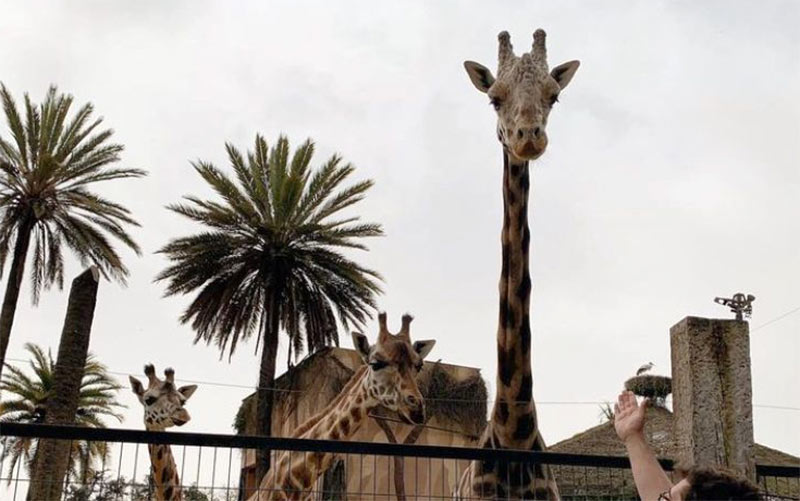 Muere la jirafa Jerez, uno de los animales más emblemáticos del zoo y “un prolífico padre”