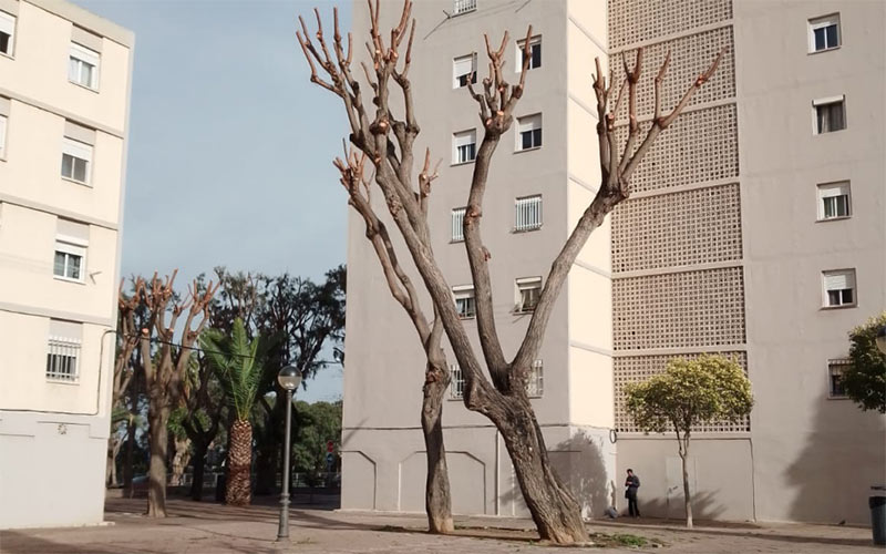 Censuran “las malas prácticas” sobre el arbolado en San Fernando: “asistimos a la poda continua y constante, como si de un olivar se tratara”