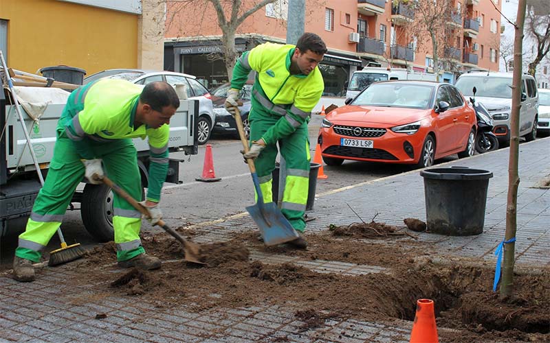 En marcha un nuevo plan de reposición de arbolado urbano en Chiclana, con 200 ejemplares