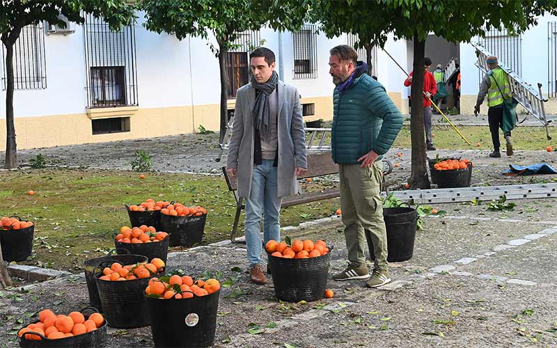 Recogidas casi 1.200 toneladas de naranja de las calles de Jerez; se destinan a la confección de mermeladas y de productos cosméticos