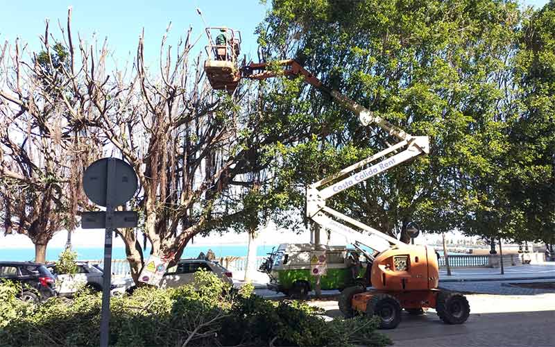 PSOE y AIG comparten con la Plataforma El Árbol su preocupación por las “podas extremas” que se repiten en algunas zonas de la ciudad de Cádiz