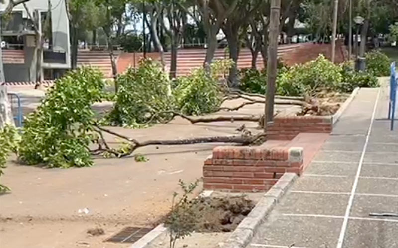 “A Cavada no le tiembla el pulso a la hora de eliminar árboles del parque para meter más casetas, tras dejarlo sin estanque de los patos”