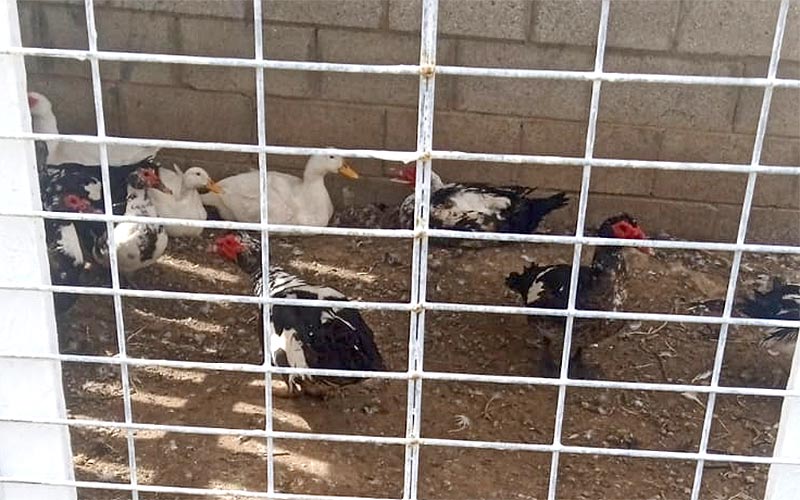 Los patos y tortugas retirados del Parque Almirante Laulhé mirando por su “bienestar” llevan semanas “hacinados” en Camposoto