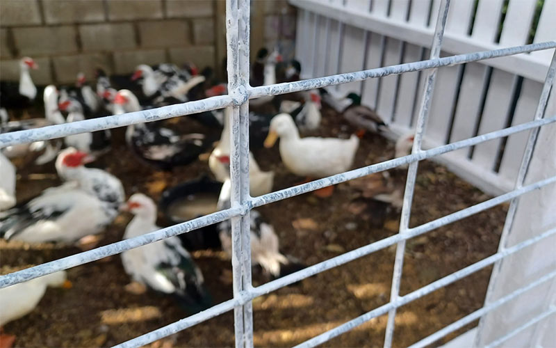 Los isleños “pagarán” más de 17.000 euros por el “bienestar” en Navarra de los patos del parque