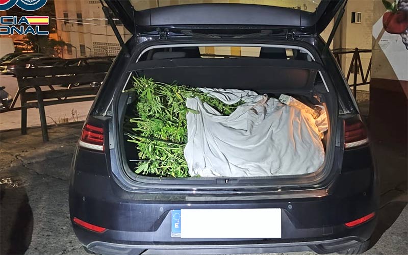 La Policía frustra el asalto a una vivienda en Jerez que escondía una plantación de marihuana
