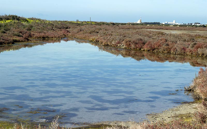 Ecologistas recurrirá la aprobación de los nuevos planes del Parque Natural Bahía de Cádiz: “otro ejemplo de la revolución gris de Moreno Bonilla”