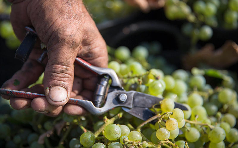 Perspectivas “muy positivas” para la vendimia del Marco de Jerez de este 2024, si no hay huelga