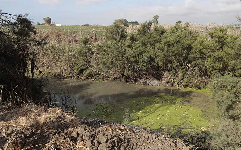Se invierten 100.000 euros en la “importante” limpieza del cauce del arroyo Salado de Rota
