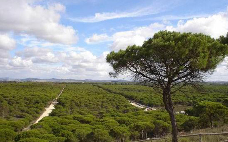 Salvar el Pinar de Hierro del ladrillo le costará a los chiclaneros más de 10 millones de euros