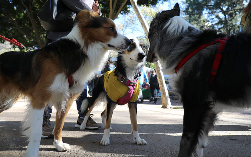 San Fernando da el primer paso y ‘rescata’ a sus animales de la perrera de la Mancomunidad; contrata los servicios de otro centro temporal