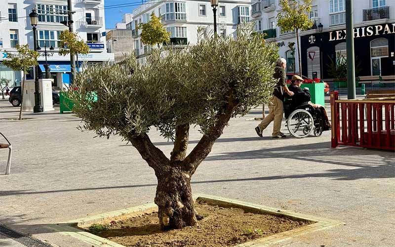 Chiclana suma 200 ejemplares en los primeros tres meses de su campaña anual de arbolado