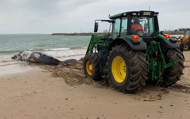 Varada una ballena en la costa roteña