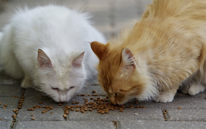 El Gobierno isleño reacciona ante las denuncias y volverá a hacerse cargo de los gatos callejeros