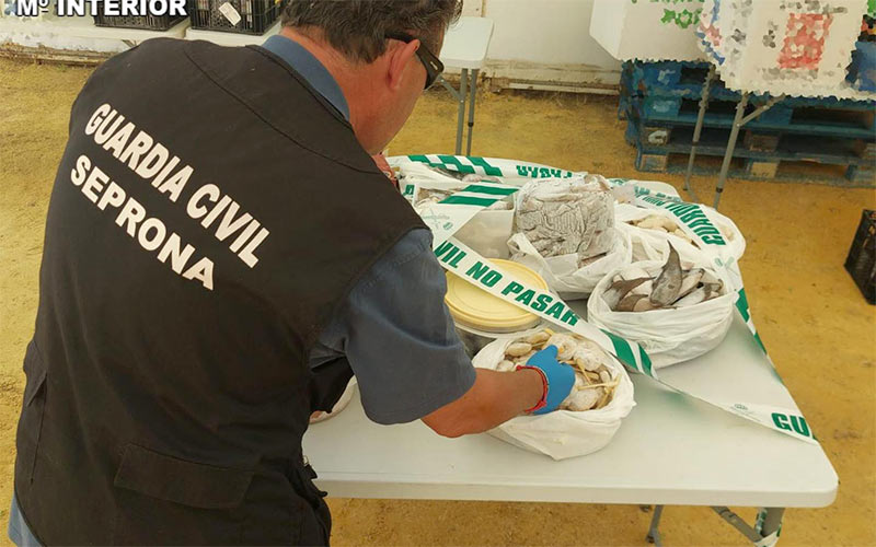 Más de 150 infracciones por comida en mal estado en las ferias gaditanas; Facua pide que se publique el nombre de empresarios y caseteros