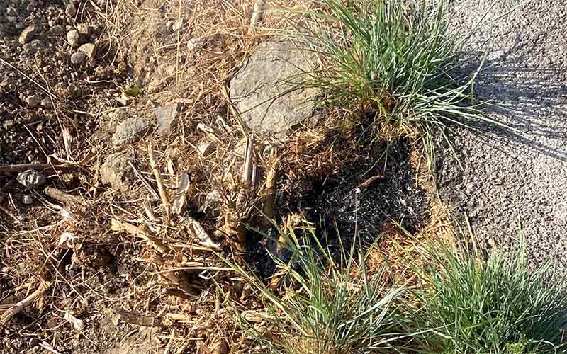 Sorprendido cuando intentaba prender fuego a una parcela en la zona de El Marquesado