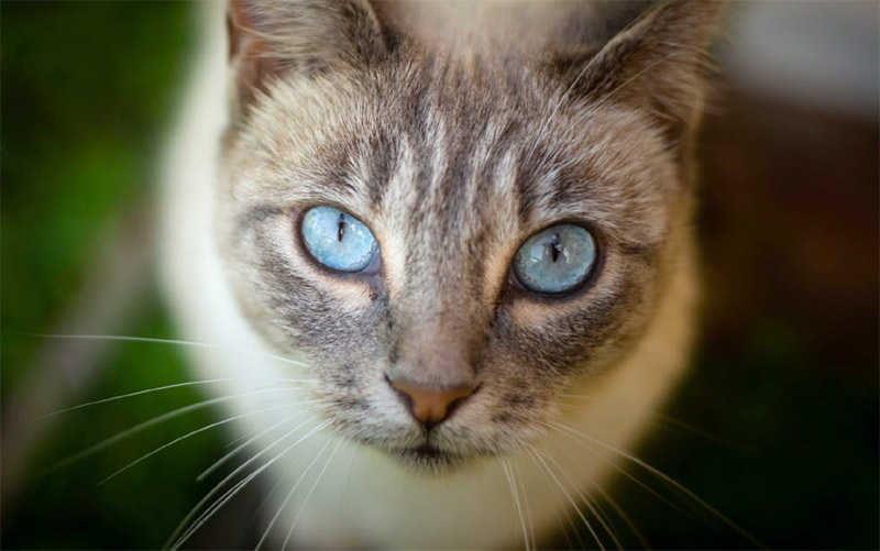 Denuncian el “brutal asesinato” de una gata en Jerez: “es necesario invertir en concienciación”