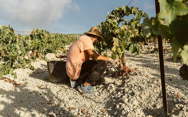 Finaliza una vendimia “corta y compleja” en el Marco de Jerez; cae la producción casi un 50%