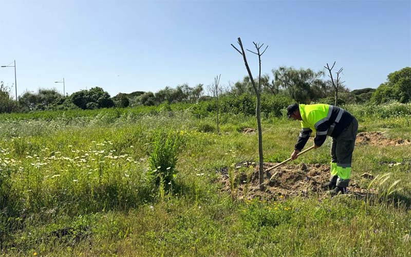 Rota invertirá más de 600.000 euros para regenerar una parcela junto a Punta Candor