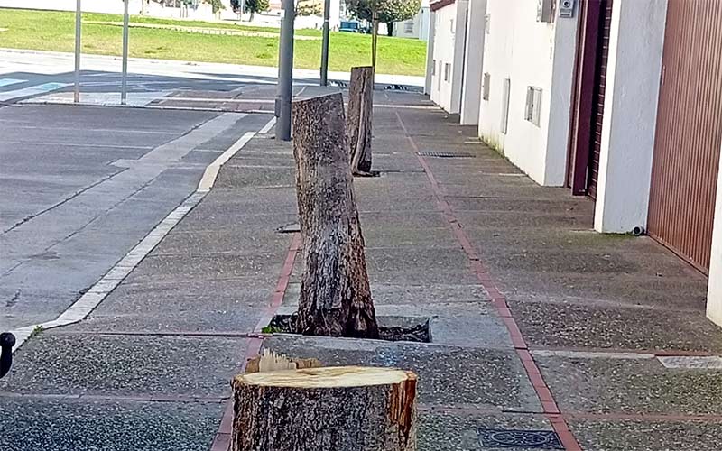 Piden al Ayuntamiento de San Fernando que justifique la tala de arbolado en Camposoto
