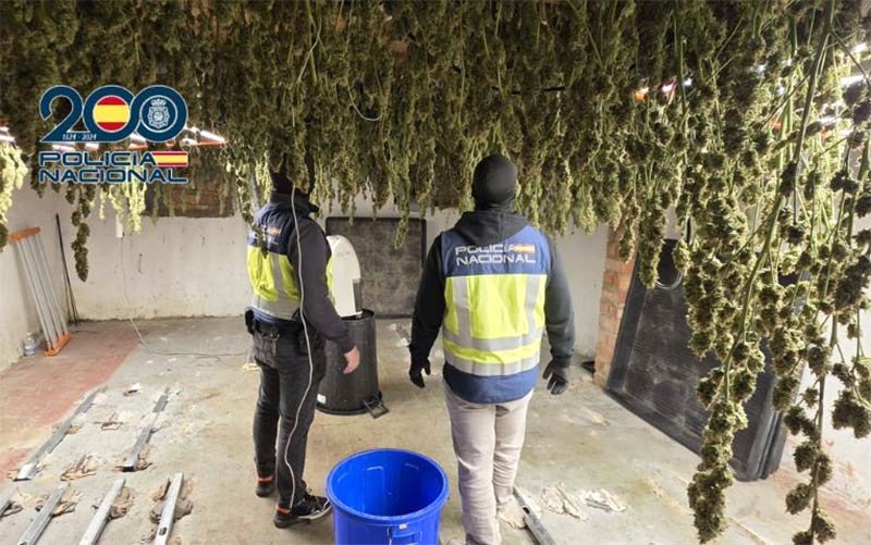 Dos casas convertidas en fábricas de marihuana: cae una trama en Jerez con hasta diez detenidos