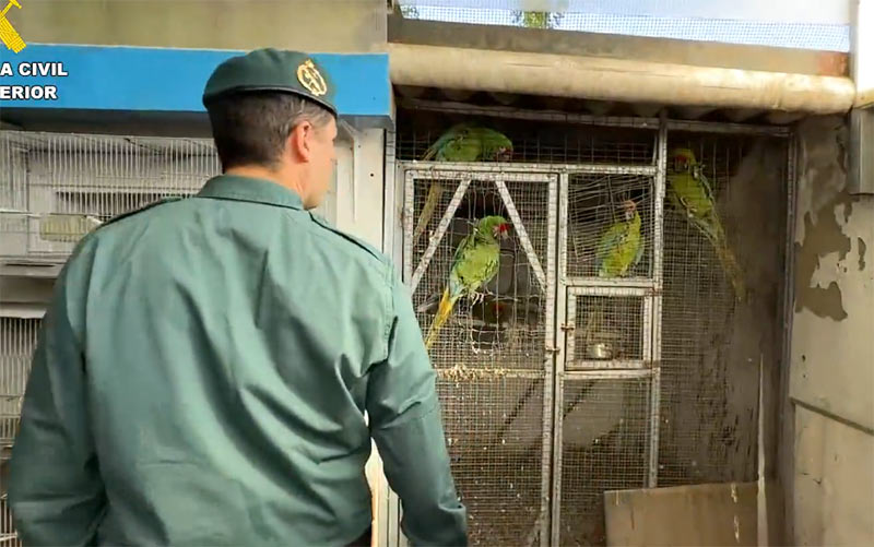 Tráfico ilegal de aves exóticas protegidas y amenazadas desde una pedanía jerezana