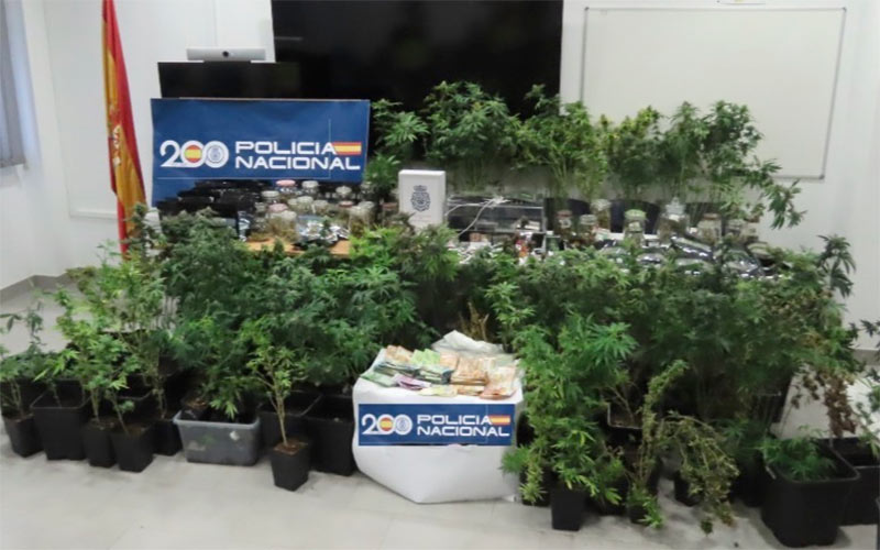 Desmantelada una plantación de marihuana en el pleno centro de Rota, junto a 90.000 euros