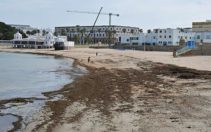 Cádiz, El Puerto y Rota recibirán este 2026 ayudas de la Diputación contra el alga invasora