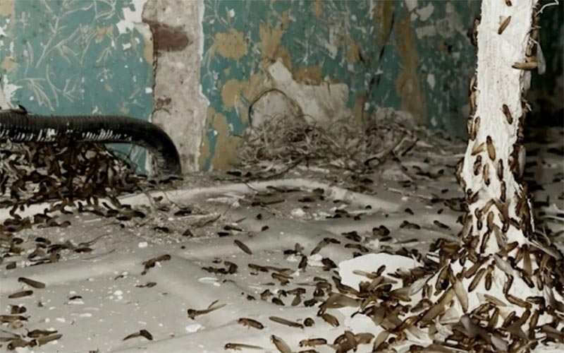 AIG denunciará en el pleno el estado “límite” de una finca insalubre en el barrio de Santa María